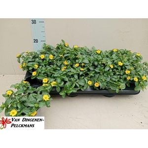 SANV YELLOW BEAUTY