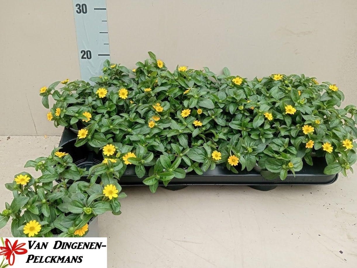 <h4>SANV YELLOW BEAUTY</h4>