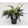 Polystichum polyblepharum