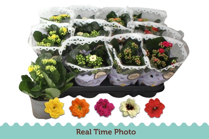 <h4>KAL GE GEM 5 KL</h4>