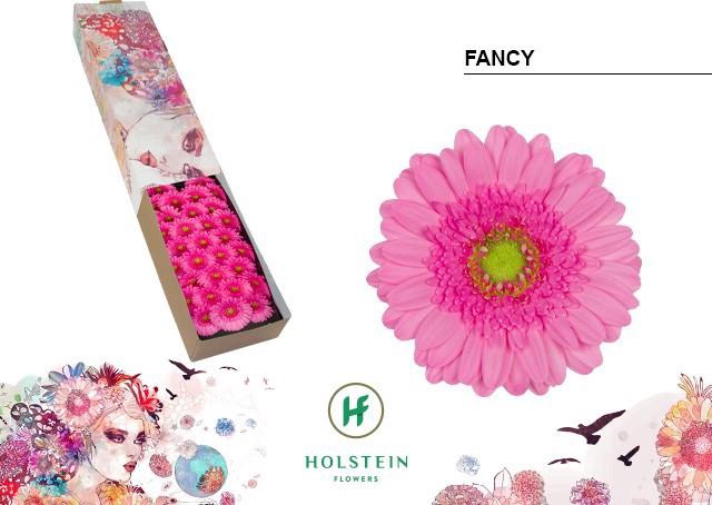 <h4>Germini Fancy Doos</h4>