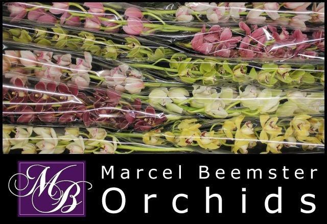 <h4>CYMB MI GEM</h4>