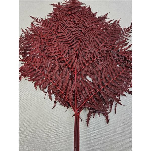 <h4>GESTABILISEERD VAREN DONKER ROOD</h4>