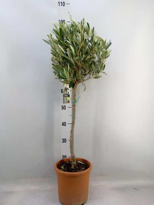 <h4>Olea europaea</h4>
