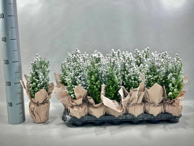 <h4>Cham L Ellwoodii</h4>