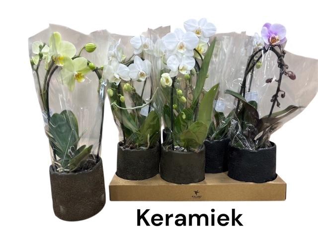 <h4>ARR PHAL 1 TAK</h4>