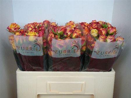 <h4>R Tr Land Of Fire</h4>