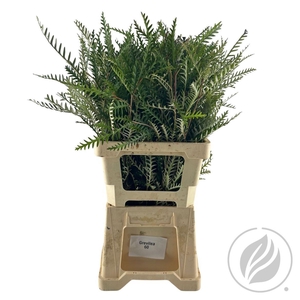Grevilea Ivanhoe Groen 60cm