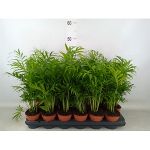 Chamaedorea elegans
