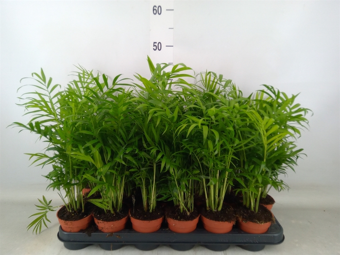 <h4>Chamaedorea elegans</h4>