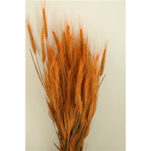 Dried Triticale Frosted Orange
