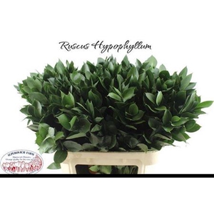Ruscus Hypophyllum