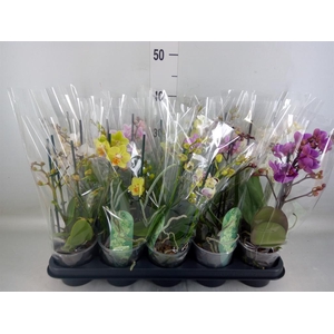 Phalaenopsis multi.   ...mix  4