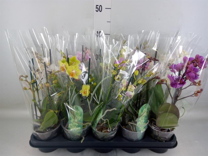 <h4>Phalaenopsis multi. ...mix 4</h4>