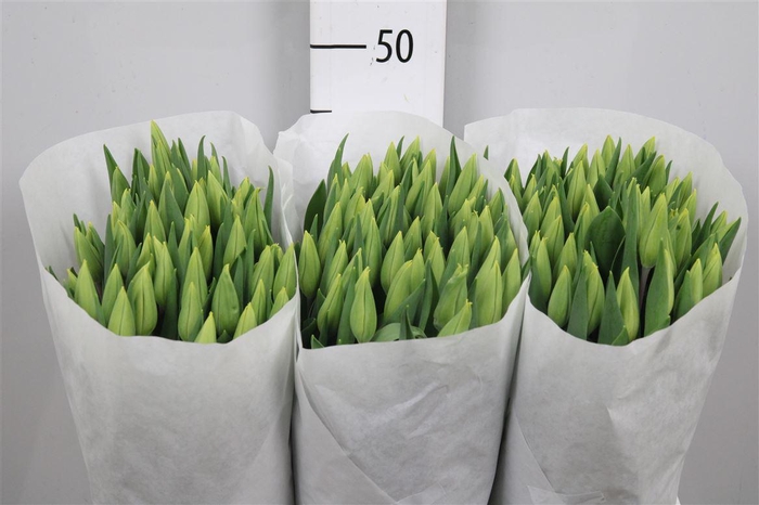 <h4>Tu En Strong Gold</h4>