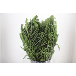 Araucaria Araucana P Bunch