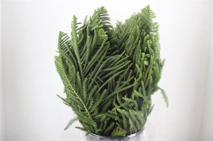 <h4>Araucaria Araucana P Bunch</h4>