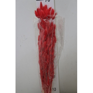 Dried Lagurus Red