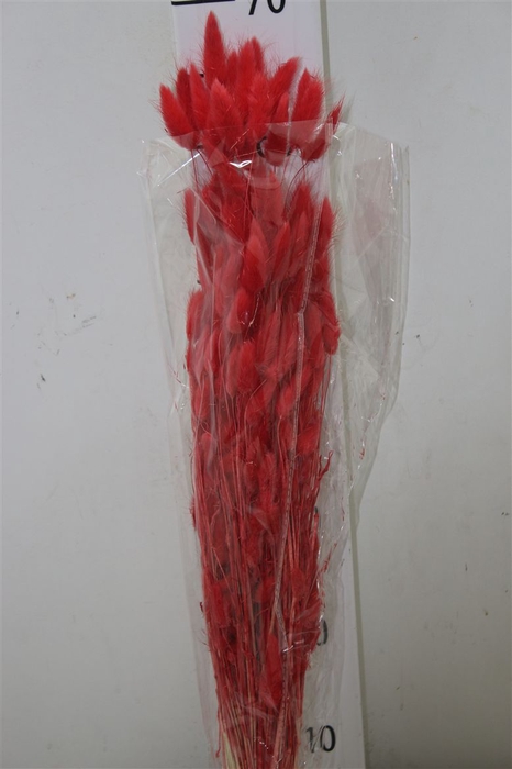 <h4>Dried Lagurus Red</h4>