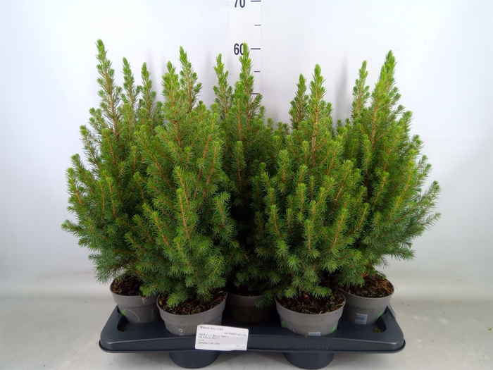 <h4>Picea glauca 'December'</h4>