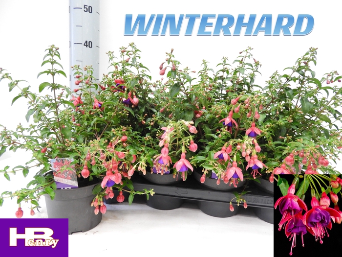 <h4>FUCHSIA TOM THUMB</h4>