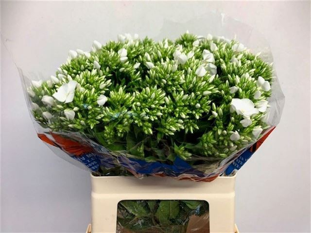 <h4>PHLOX P WHITECAP</h4>