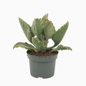 Kalanchoe Beharensis 0315KBE