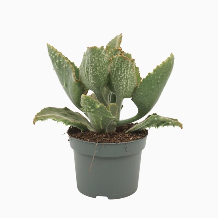 <h4>Kalanchoe Beharensis 0315KBE</h4>