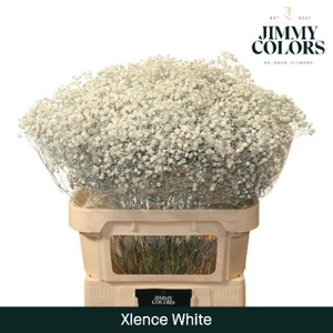 Gyps Xlence L80 White