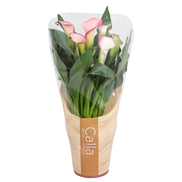 <h4>Zantedeschia French Kiss Calla roze in bedrukte hoes</h4>