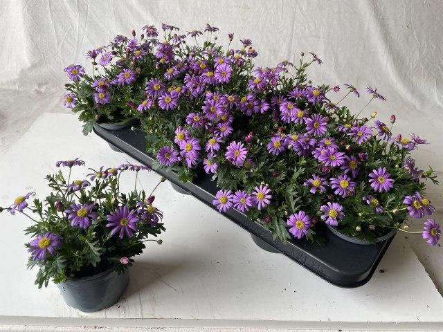 <h4>BRACH BRAS VIOLET</h4>