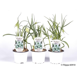 FRITILLARIA MELEAGRIS