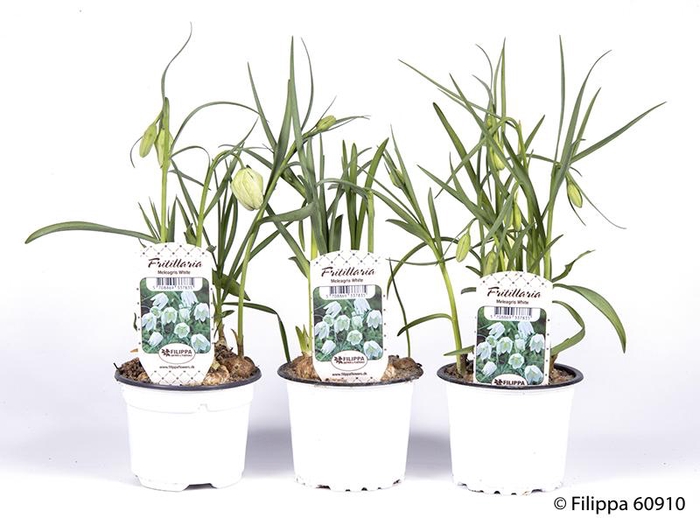 <h4>FRITILLARIA MELEAGRIS</h4>