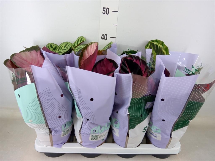 <h4>Calathea ...mix 4</h4>