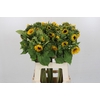 Helianthus Orange Fire