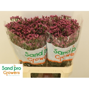 LIM SIN TIFFANY DIAM