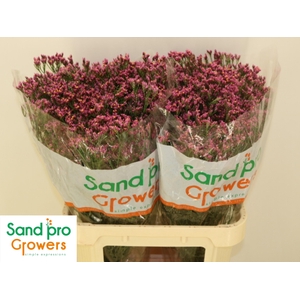 LIM SIN TIFFANY DIAM