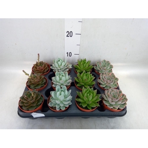 Echeveria   ...mix