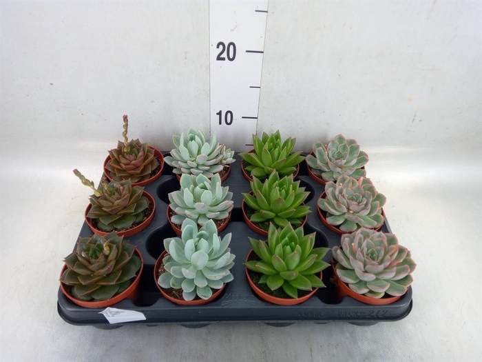 <h4>Echeveria   ...mix</h4>