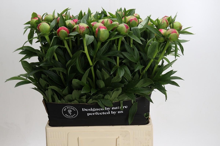 <h4>Paeonia Coral Charm</h4>