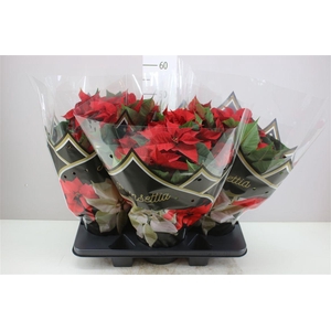 Euphorbia P Bush Chr Feelings Red 12+