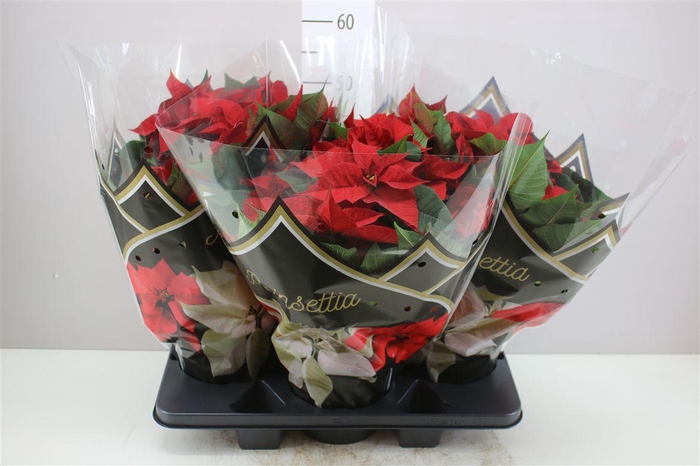 <h4>Euphorbia P Bush Chr Feelings Red 12+</h4>
