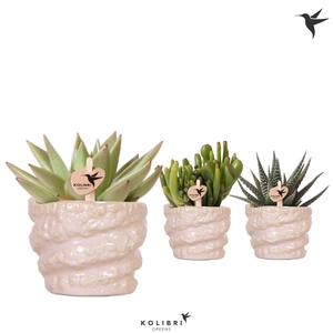 Kolibri Greens Succulenten mix in Octopus pot