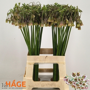 NECT SICULUM BULGAR
