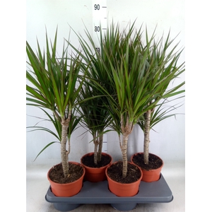 Dracaena marg.