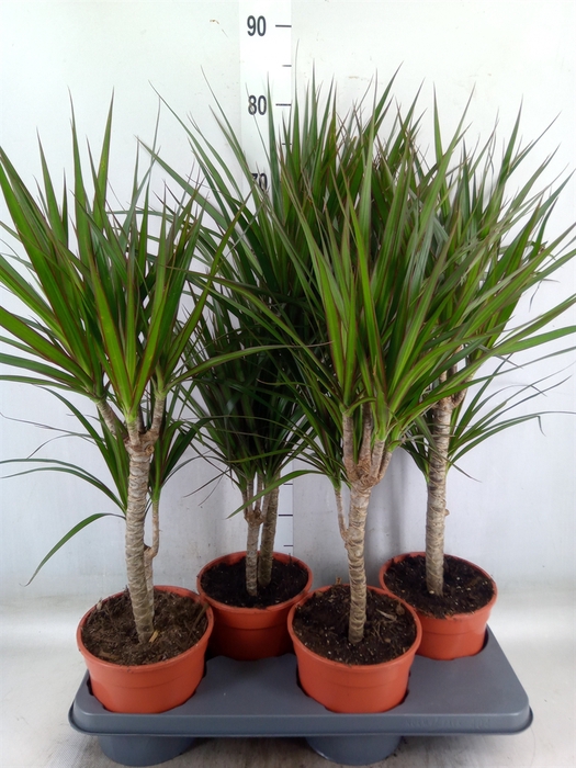 <h4>Dracaena marg.</h4>