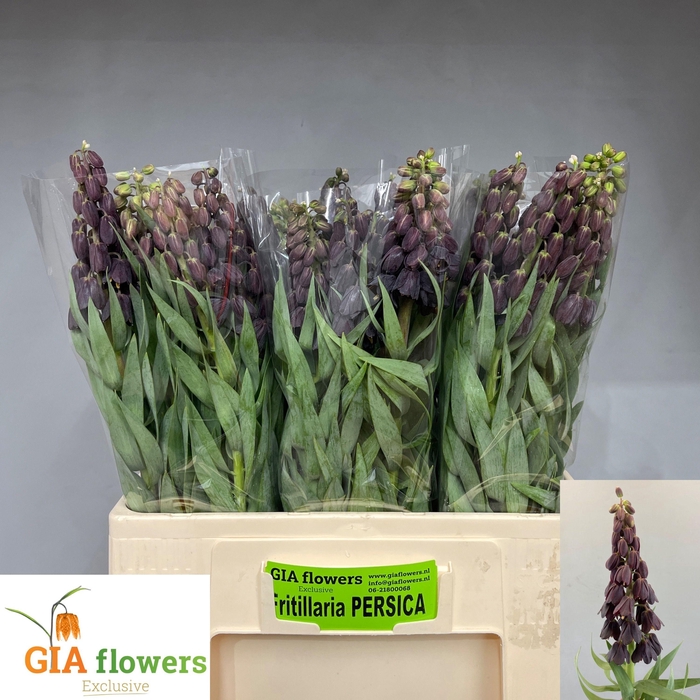 <h4>FRIT PERSICA</h4>