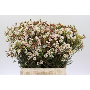 Chamelaucium Moonlight Delight