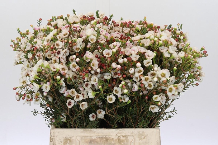 Chamelaucium Moonlight Delight