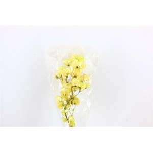 Dried Bougainvillea 55cm L. Green Bunch